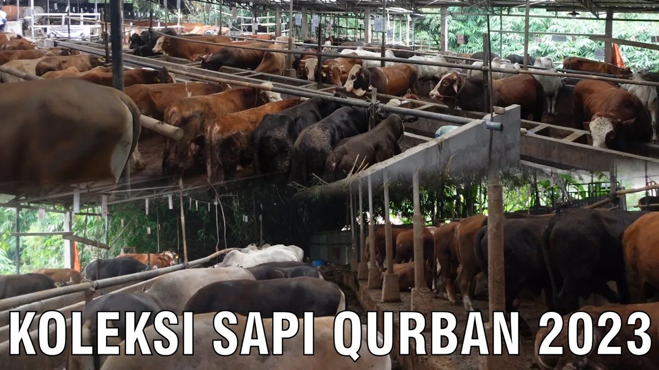 
                                 Koleksi-2023-Sapi-Kurban-Sapibagus-Farm-Jabodetabek